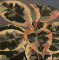 Pintura al óleo de un primer plano de hojas de ficus con manchas rosadas, verdes y blancas sobre un fondo gris oscuro.