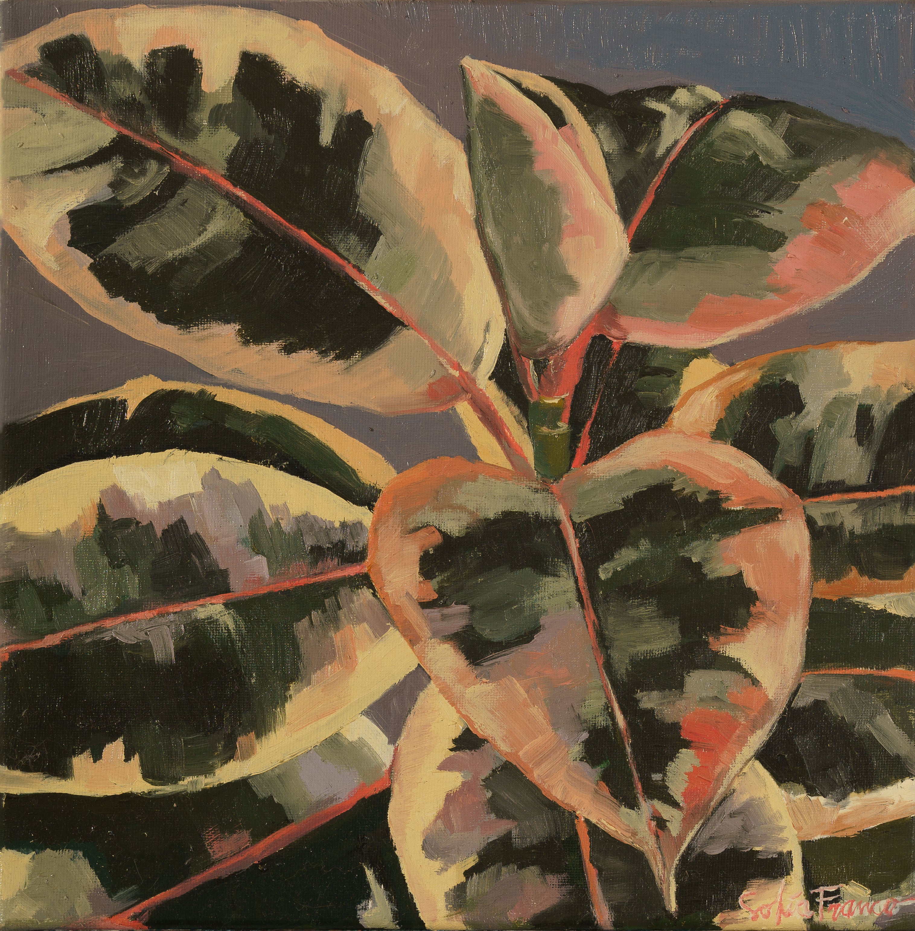 Pintura al óleo de un primer plano de hojas de ficus con manchas rosadas, verdes y blancas sobre un fondo gris oscuro.